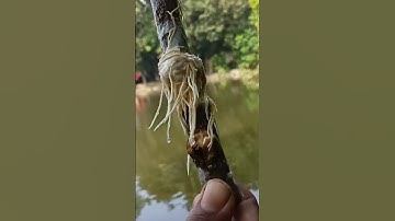 Best method of propagate lemon by air layering with tisu paper #lemon_plant #air_layering