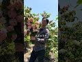 花好きならこれ
