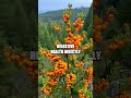 Unlocking the Power of Sea Buckthorn for Gut Health and Wellness
