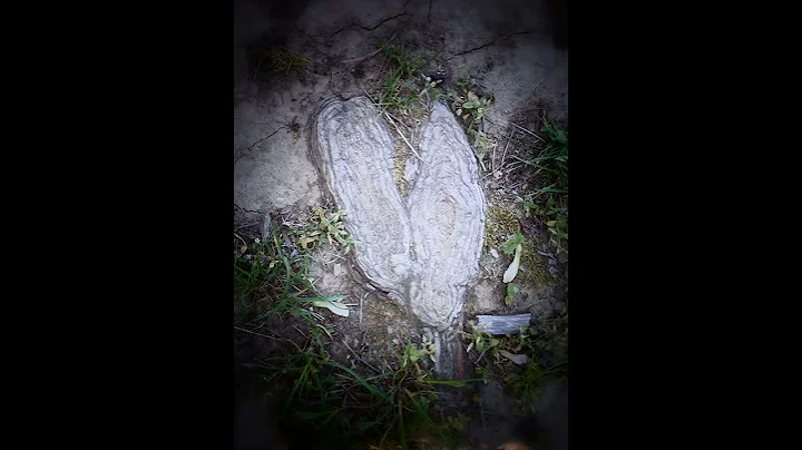 My Edited Video