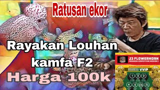 Review. Harga ikan louhan kamfa F2 Thai, Harga 100ribuan. #ikanlouhan #louhankamfa #louhanfish