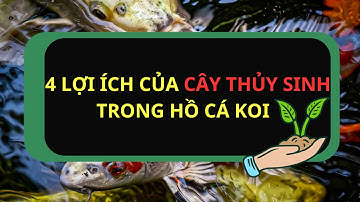 4 Lợi Ích Cây Thủy Sinh Trong Hồ Cá Koi Mà Bạn Nên Biết
