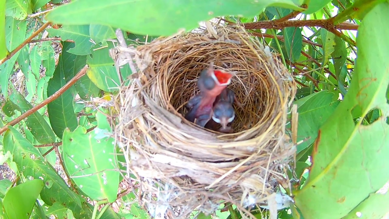 Anak Burung In English / Sarang burung dan Anak Burung | Burung