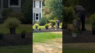 Insane transformation! #landscaping #plants. #transformation #lawncare #backyard #like #subscribe