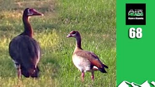 Huge Goose Hunt with Airguns - Airheads, episode 68