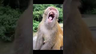 Best of funny animal videos | Funniest animals vines 2021 | Funny Animals Planet #2