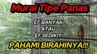 SETINGAN MURAI TIPE PANAS (SETINGAN TINGGI ATAU SETINGAN RENDAH)...PAHAMI BIRAHINYA!!!