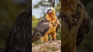 Vultures: Nature's Cleanup Crew