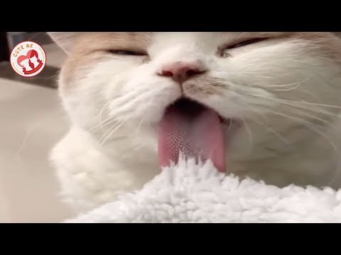 Tik Tok Cat, Dog, Animals: Funny Cute Pets Videos Compilation #19