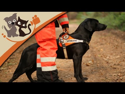 Video: Wie man einen Rettungshund umschulte
