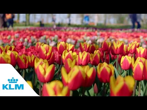 KLM Destination - Keukenhof in Holland