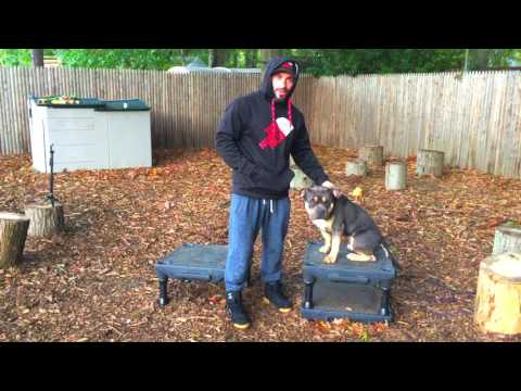 new-york-dog-trainer:-owner-testimonialfor-spike-american-bully-with-amazing-obedience