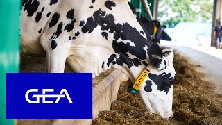 Unlock the Full Potential of Your Dairy Farm with GEA CowScout!