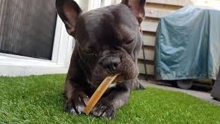 Onze Bull Bink Geniet Éindelijk Van Zijn Dentastick...