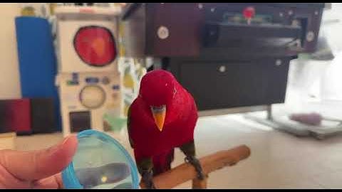 🍅Wue Will Rock You