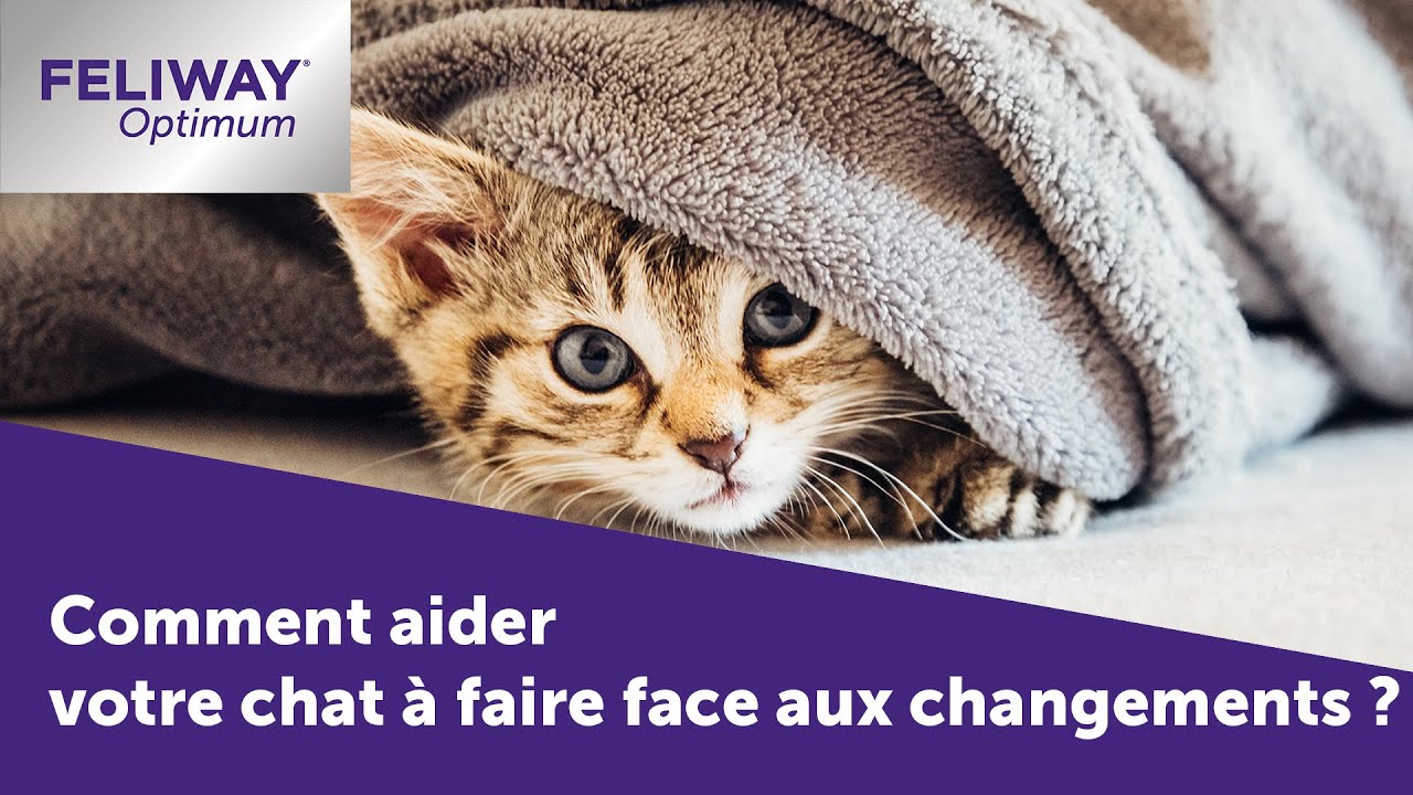 Comment aider votre chat à faire face aux changements ? 