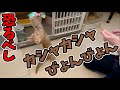 必須すぎる猫おもちゃ・カシャカシャびょんびょん