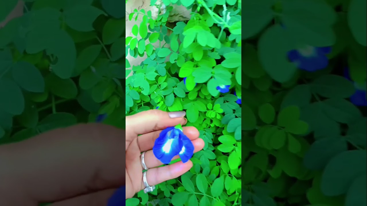 🌱बहुत ही बेहतरीन बातें 🗣️💯👍🪴 ||#garden #motivation #speech #brokenheart #love #viral #shorts