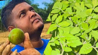 Planting Tomatoes With Devesh