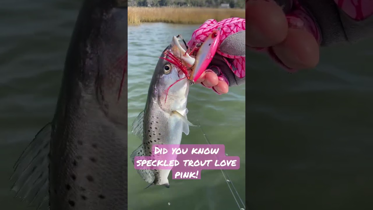 Top 3 Spring Lures For Speckled Trout [Plus A BONUS Secret Lure