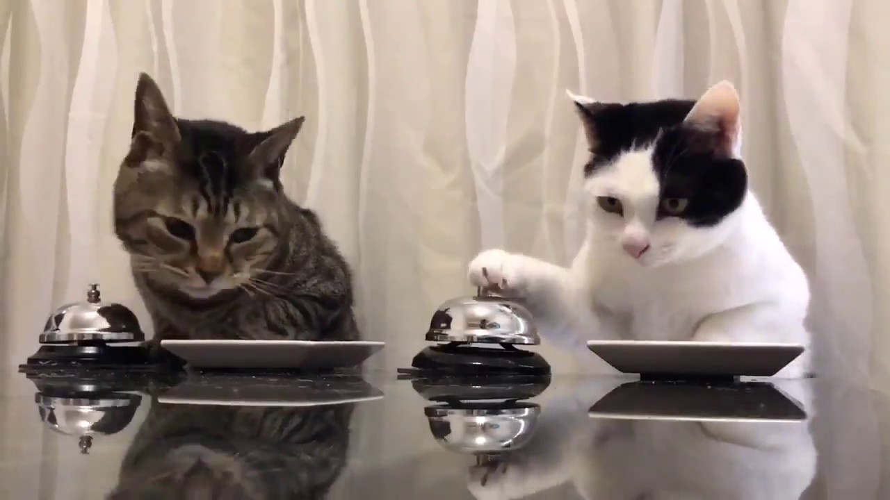 Cats Ringing Bell For Food Youtube Cats Ringing Bell For Food Youtube