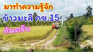 ข้าวมะลิกข.15 วันนี้พามารู้จักกับข้าวพันธุ์เบา ที่มีความนุ่มความหอมแล้วเกี่ยวเร็ว#กข.15#ข้าวหอมมะลิ