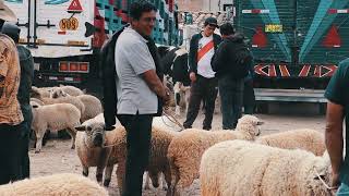 Venden su ganado por falta de lluvias en San Marcos
