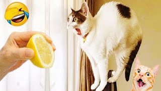 New Funny Animals 2024 🤣 - Funniest Cats Videos At Home🐈🐈 || Nguu Tv