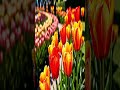 urbania tour and travels