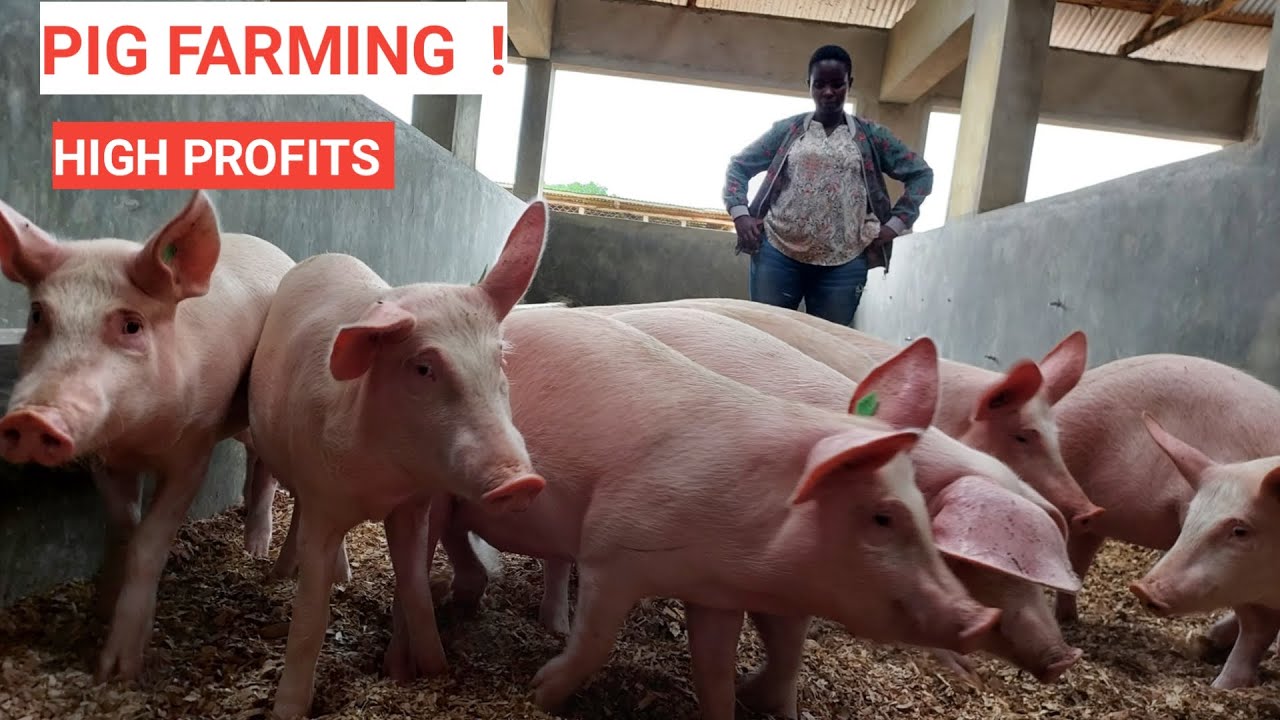 How To Breed Pigs Successfully In A Short Time As A Beginner YouTube how-to-breed-pigs-successfully-in-a-short-time-as-a-beginner-youtube