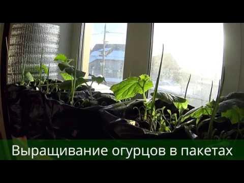 ВЫРАЩИВАНИЕ ОГУРЦОВ В ПАКЕТАХ!СРЕДСТВО ОТ ПАУТИННОГО КЛЕЩА! - YouTube