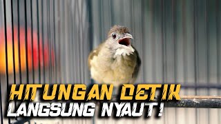 PANCINGAN KAPAS TEMBAK GACOR