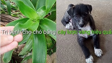Cách Trị Bệnh Cho Chó Bằng Cây Lược Vàng Hiệu Quả | Tư Hiếu Vlog
