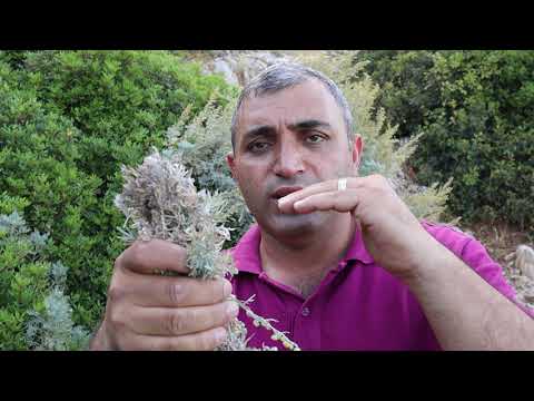Video: Pelin - Dişi Bitki