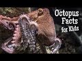 Octopus Facts for Kids