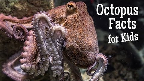 Octopus Facts for Kids