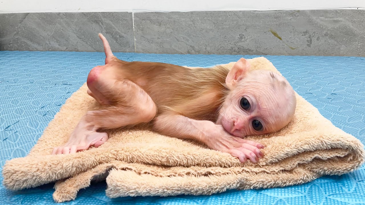 Summary of the special care process for newborn baby monkey