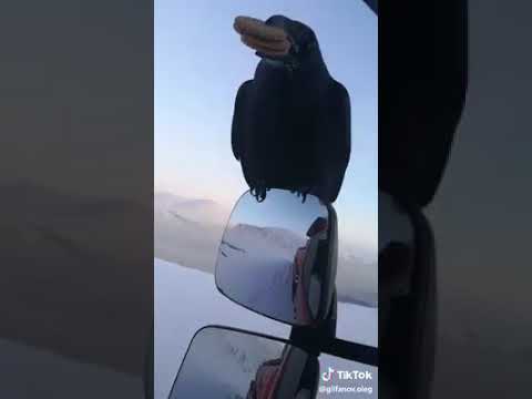 Прикольное видео, ворон прилетел за угощениям! Cool video, a raven flew in for refreshments!