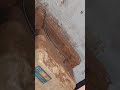 Snake Climbing On Wall