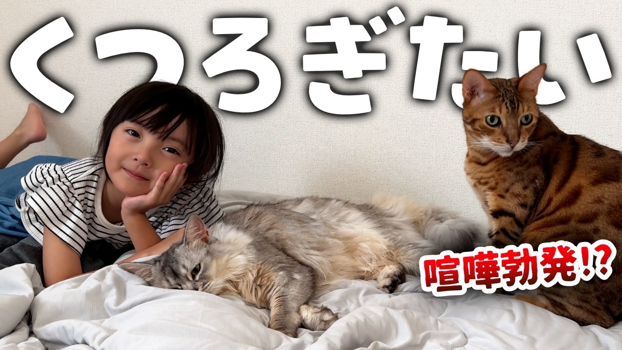 ママの寝床でくつろぎたいお子たちだが…【猫とむすめの日常】 - YouTube