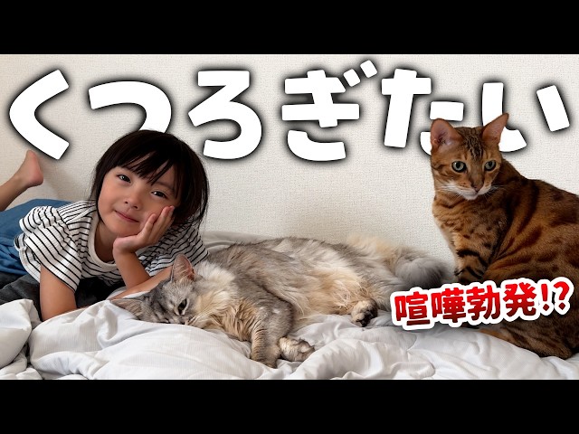 雫　犬猫亀いますページ YouTube