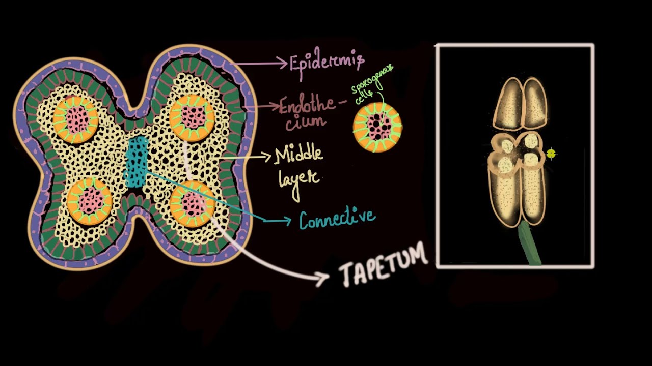 Pollen formation Sexual reproduction in flowering plants Biology