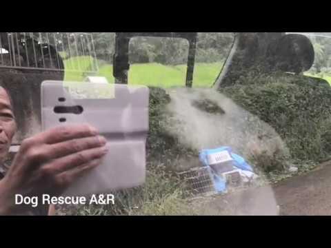 【攻撃的な紀州犬ミックス】リード付け替え