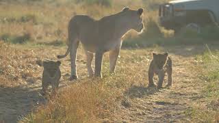 Rongai pride two little lion cubs are having an adventure in a beautiful morning (Masai Mara) 4K HDR