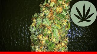 White Widow - All About This Strain