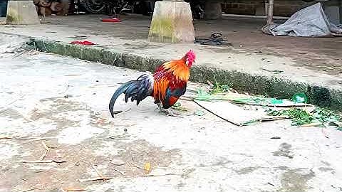 Gà fx giộng chuẩn, đá hay, mồi chuẩn & noob qaib dib tuaj zoo nawb