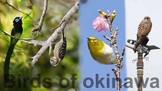 Birds that you can find in  Okinawa