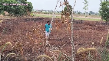 Menangkap Burung pakai Tangan Kosong#burung#belibis
