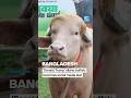 Bangladesh: "Donald Trump" albino buffalo becomes social media star • FRANCE 24 English