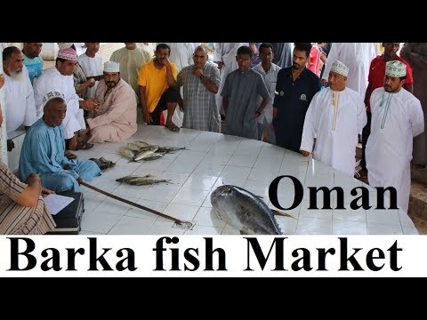 Video: Hari Ikan Di Oman